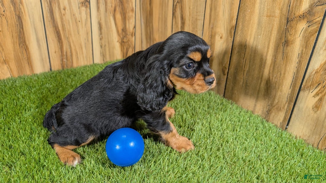 Cavalier King Charles Spaniel dogs for sale: Brin Boy 1 - Image 12