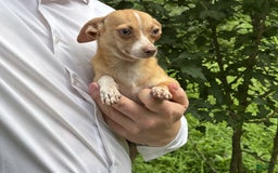 Chihuahua dogs for sale: Olive - Image 12