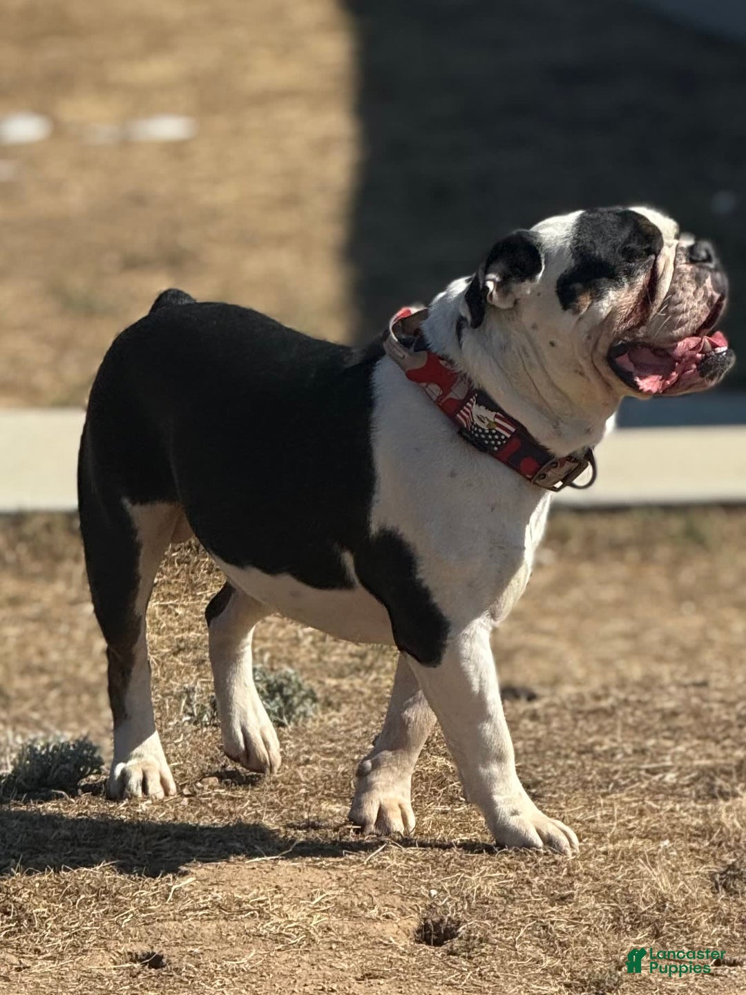Olde English Bulldogge dogs for stud: Ivy - Image 7