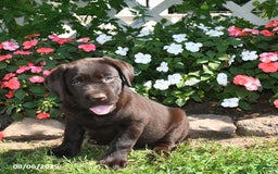Labrador Retriever dogs for sale: Labrador Retriever 9 puppies - Image 40