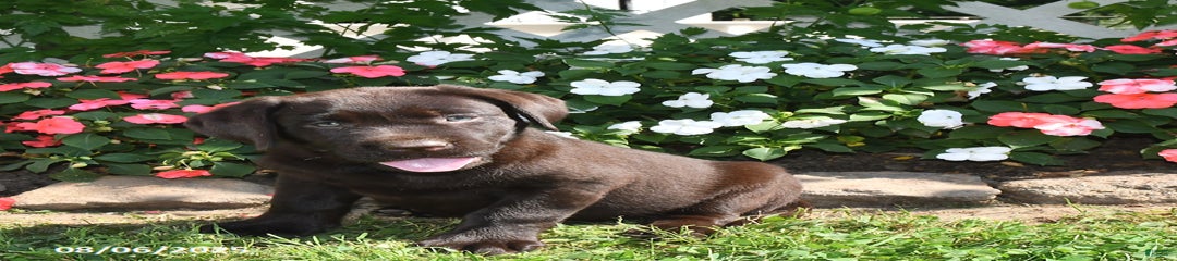 Marley