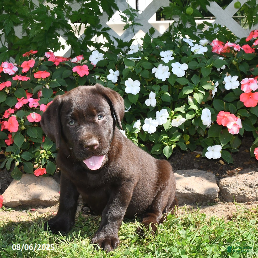 Labrador Retriever dogs for sale: Labrador Retriever 9 puppies - Image 40