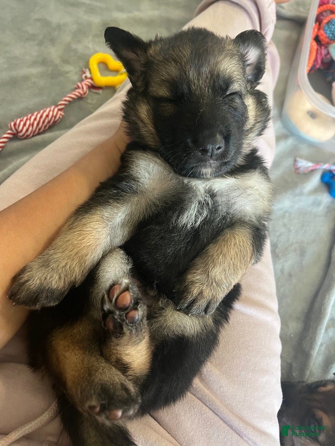 German Shepherd dogs for sale: Cedar - Image 2