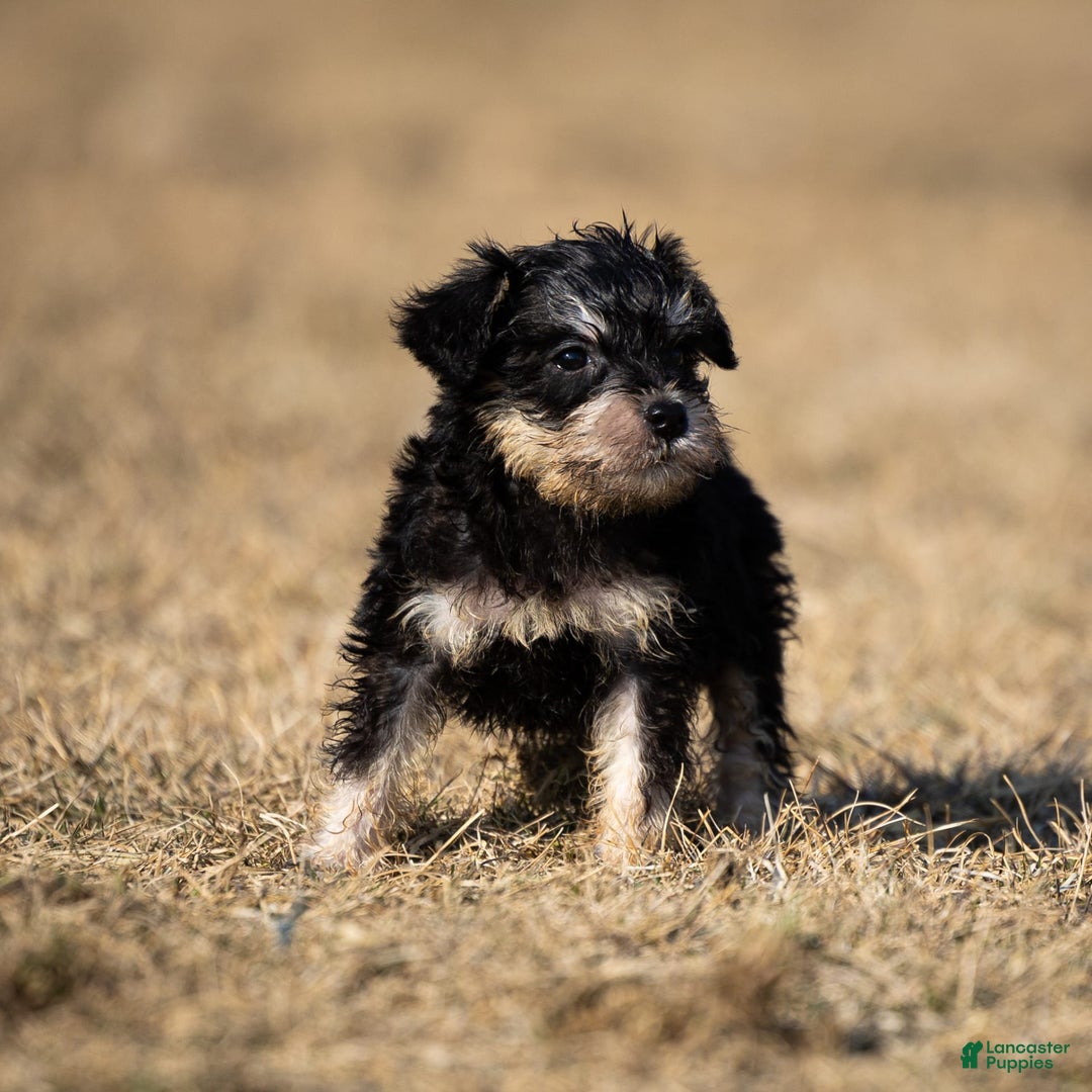 Miniature Schnauzer dogs for sale: Harley - Image 11