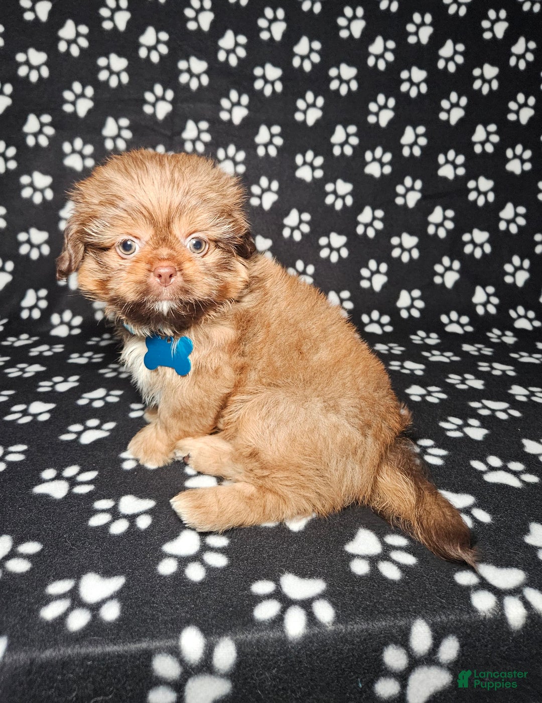 Shih Tzu dogs for sale: Dexter - Image 16