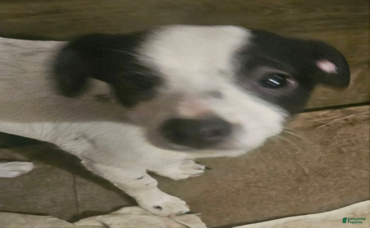 Chihuahua dogs for sale - Ad 5