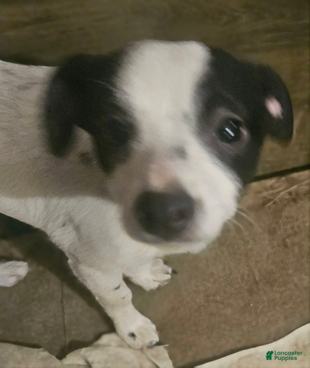 Chihuahua dogs for sale: X - Image 1