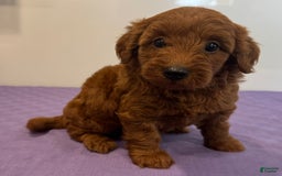Mini Goldendoodle dogs for sale: Molly - Image 4