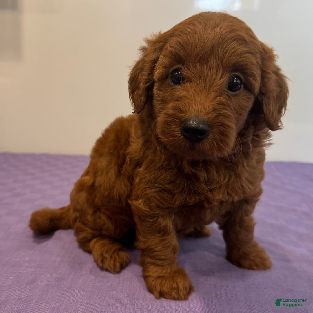 Mini Goldendoodle dogs for sale: Molly - Image 4