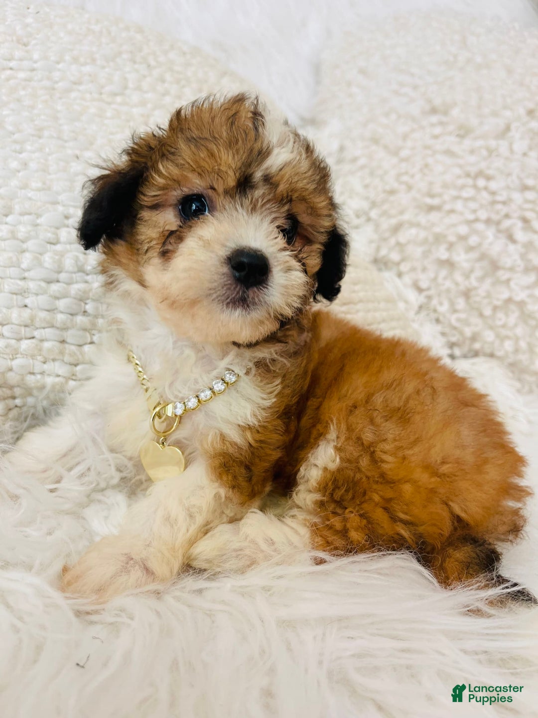 Mini Bernedoodle dogs for sale: Snickerdoodle - Image 5