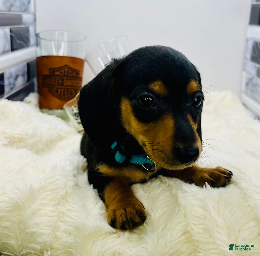 Miniature Dachshund dogs for sale: Jimmy - Image 2