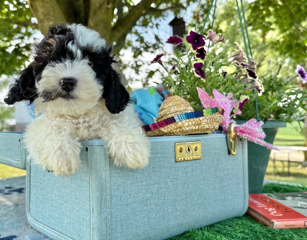 Toy Poodle dogs for sale: Toy Poodle 4 puppies - Image 8