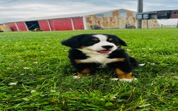 Bernese Mountain Dog dogs for sale: Joker - Image 11