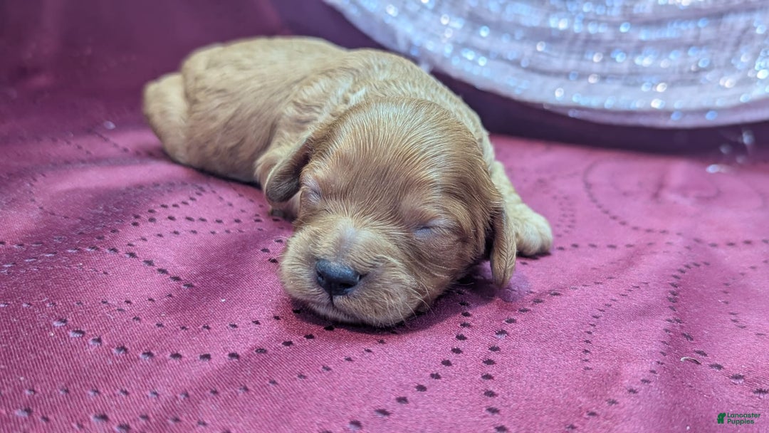 Cavapoo dogs for sale: Hera - Image 8