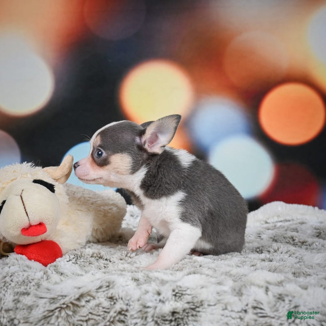 Chihuahua dogs for sale: Bo - Image 2