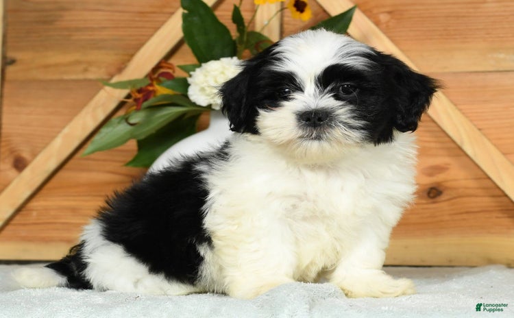 Teddy Bear dogs for sale - Ad 4