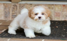 Shihpoo dogs for sale: Daisy Dew - Image 2