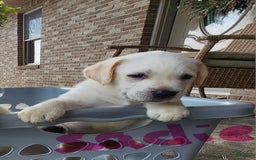 Labrador Retriever dogs for sale: Sadie - Image 2