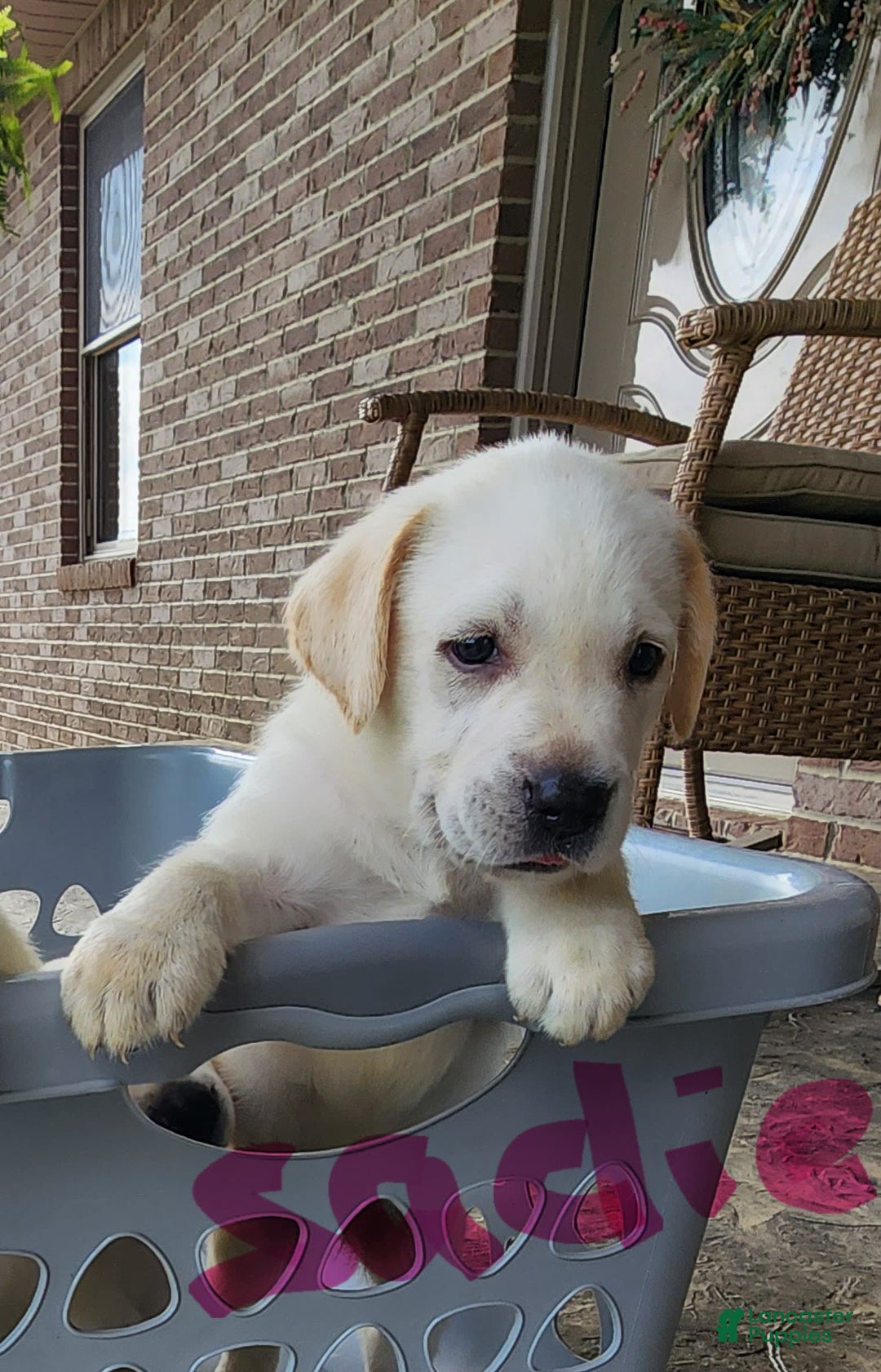 Labrador Retriever dogs for sale: Sadie - Image 2