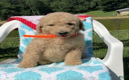 Goldendoodle dogs for sale: Sadie -f1b Goldendoodle - Image 2