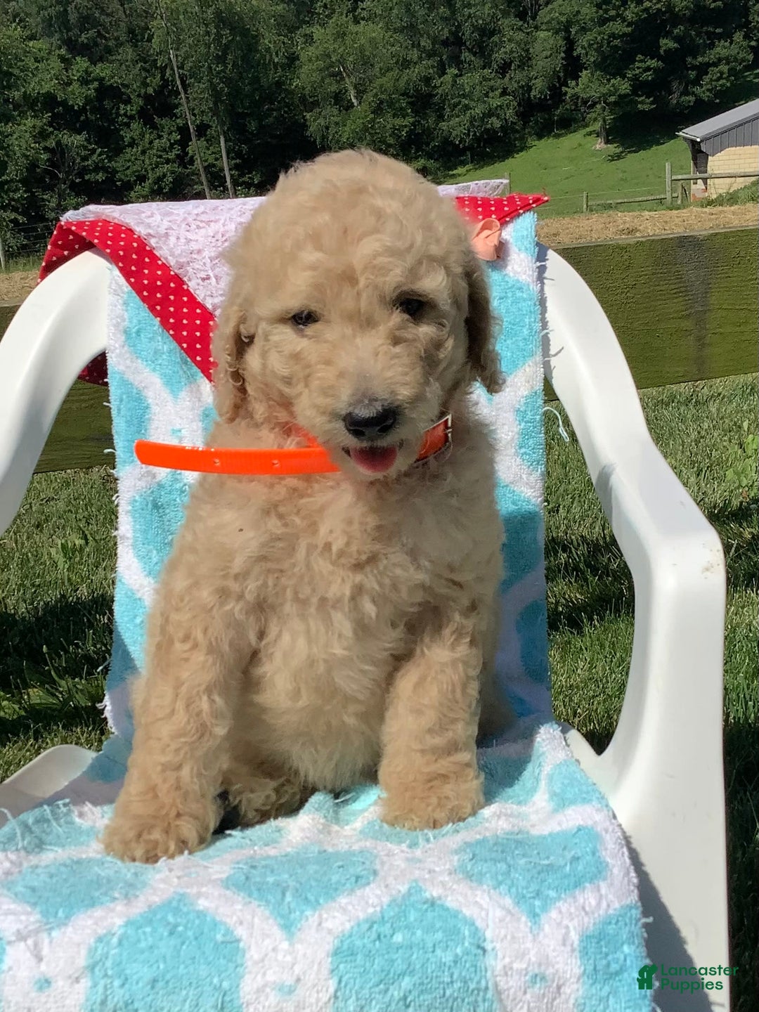 Goldendoodle dogs for sale: Sadie -f1b Goldendoodle - Image 2