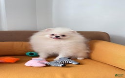 Pomeranian dogs for sale: Mishka - Image 1