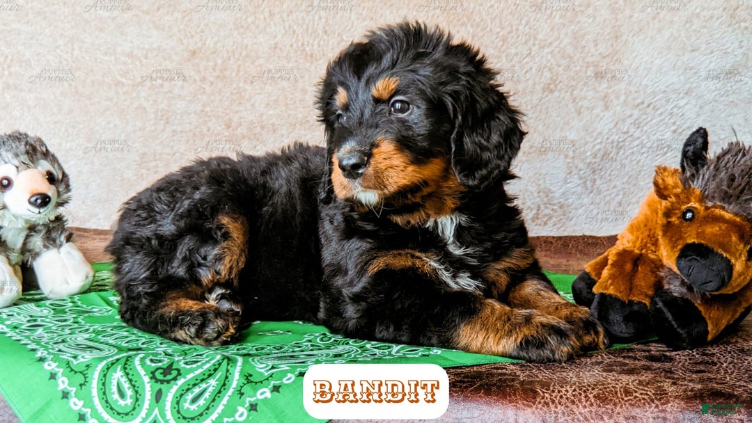 Bernedoodle dogs for sale: Bandit - Image 3