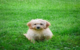 Cavapoo dogs for sale: Casey - Image 2