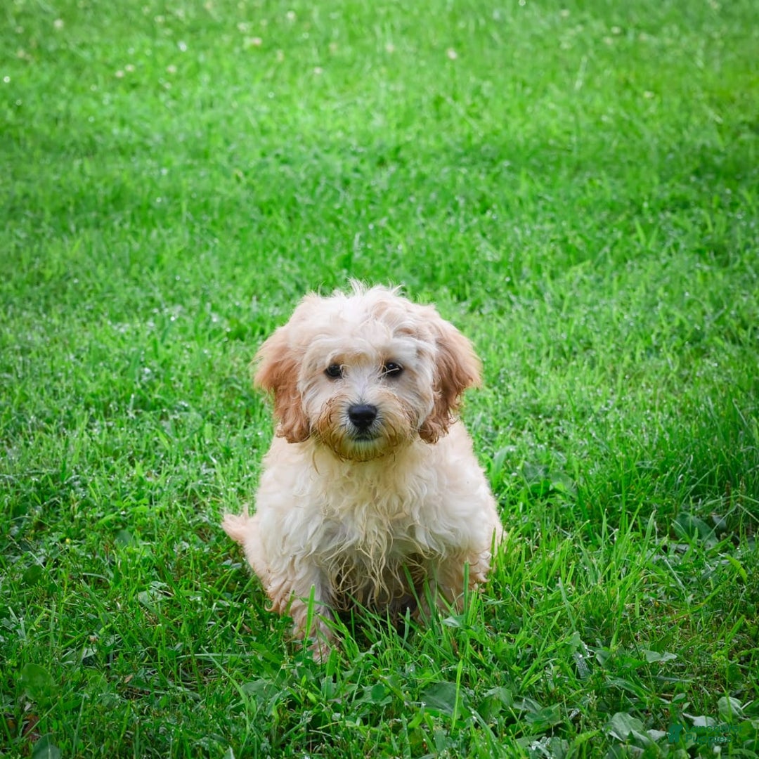 Cavapoo dogs for sale: Casey - Image 2