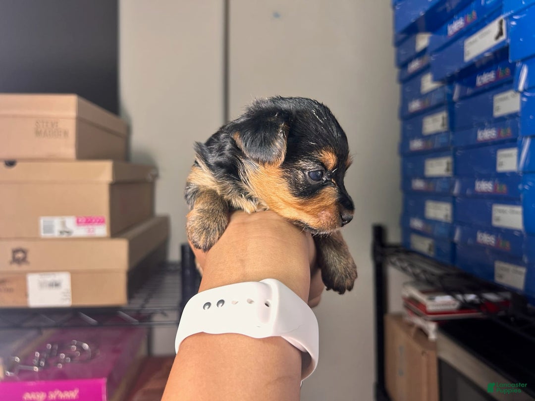Yorkshire Terrier dogs for sale: Lord - Image 2