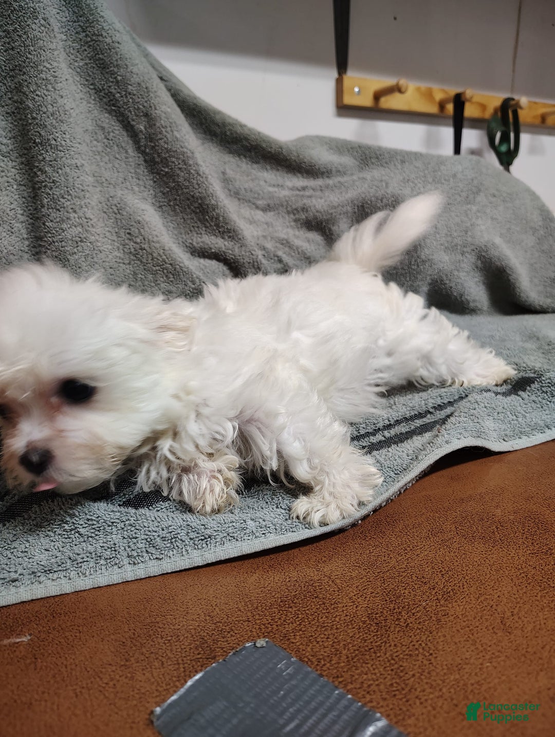 Morkie dogs for sale: Lilly - Image 7