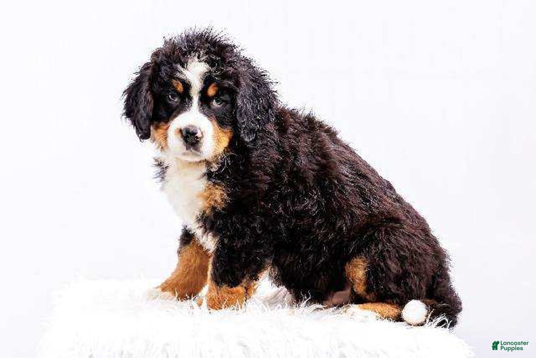 Bernese Mountain Dog dogs for sale: Paul Bunyan - Image 1