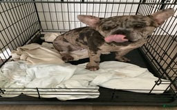 American Bully dogs for sale: Stormy - Image 1