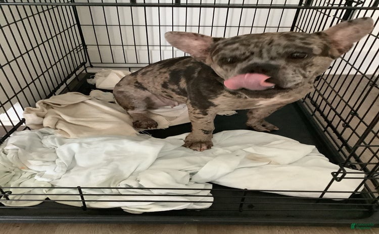 American Bully dogs for sale - Ad 1