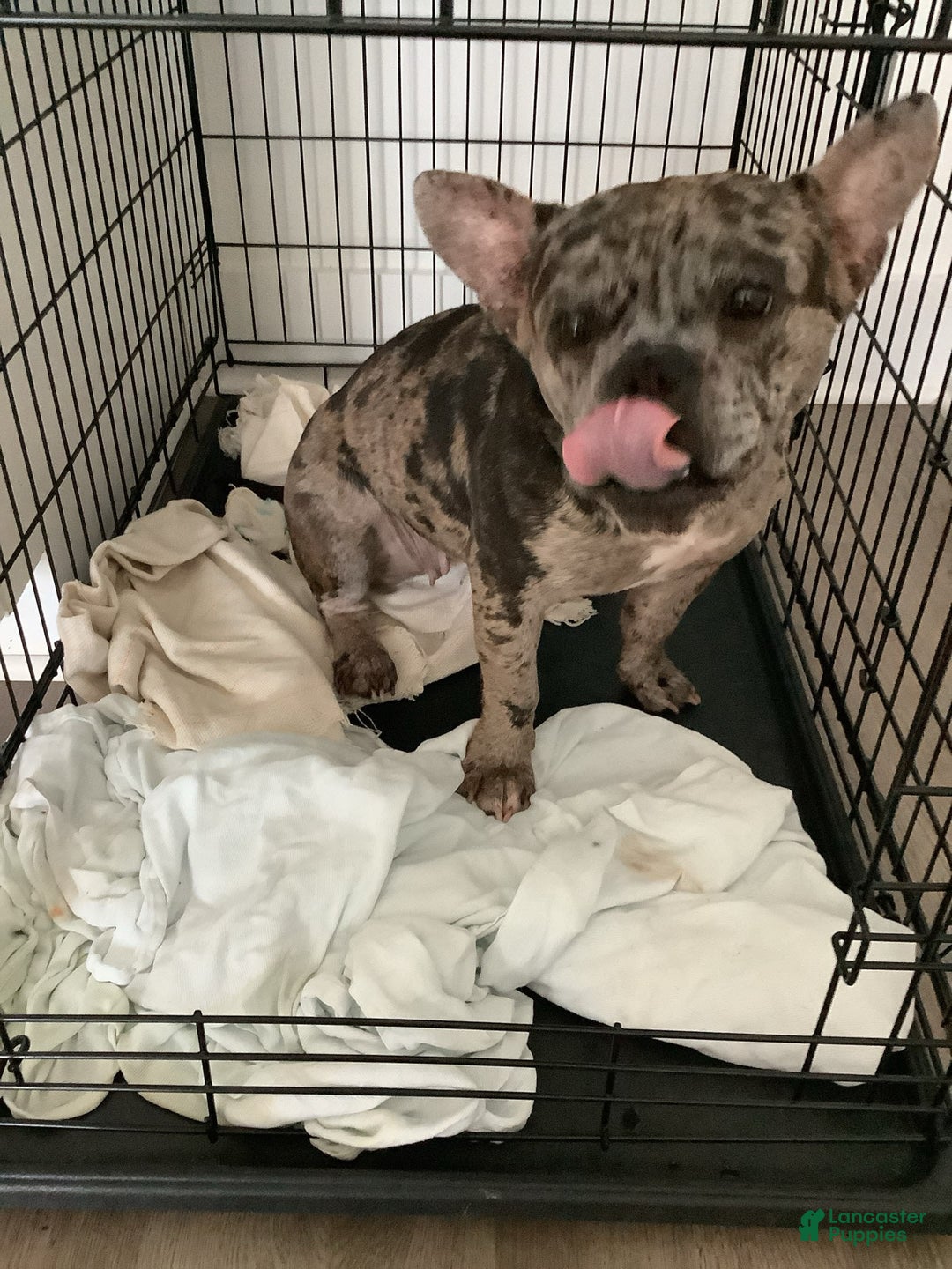 American Bully dogs for sale: Stormy - Image 1