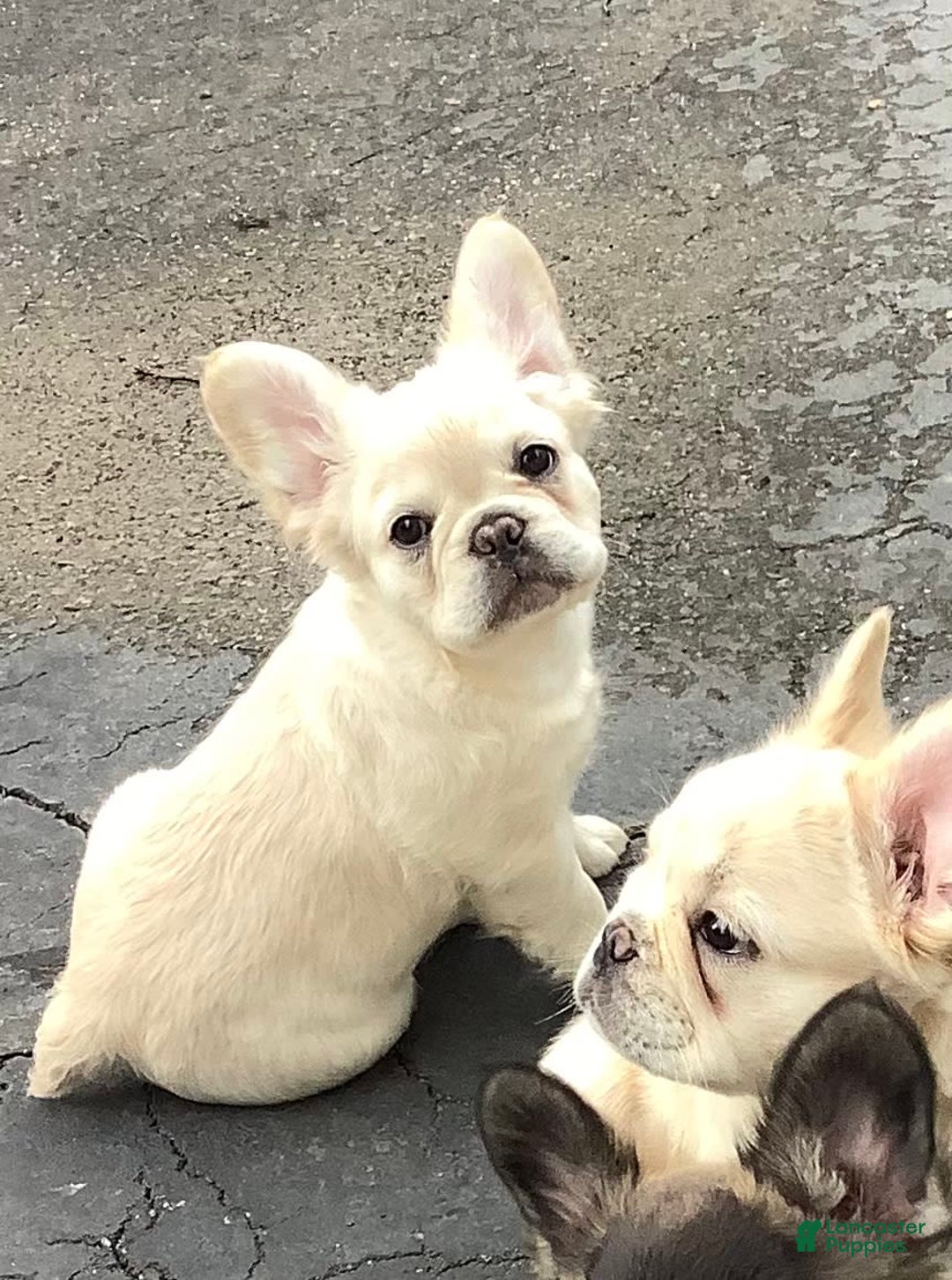 French Bulldog dogs for sale: Benny - Image 3