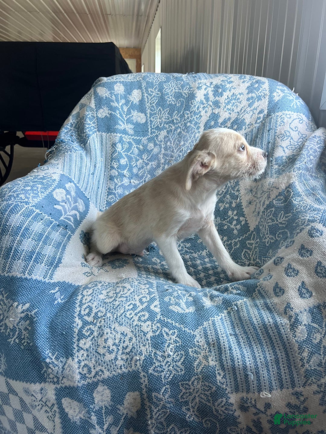 Boston Terrier dogs for sale: Walter - Image 7