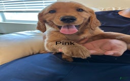 Golden Retriever dogs for sale: Pink - Image 1
