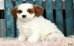 Cavapoo dogs for sale: Cavapoo 4 puppies - Image 6