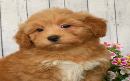 Havapoo dogs for sale: Asher - Image 9