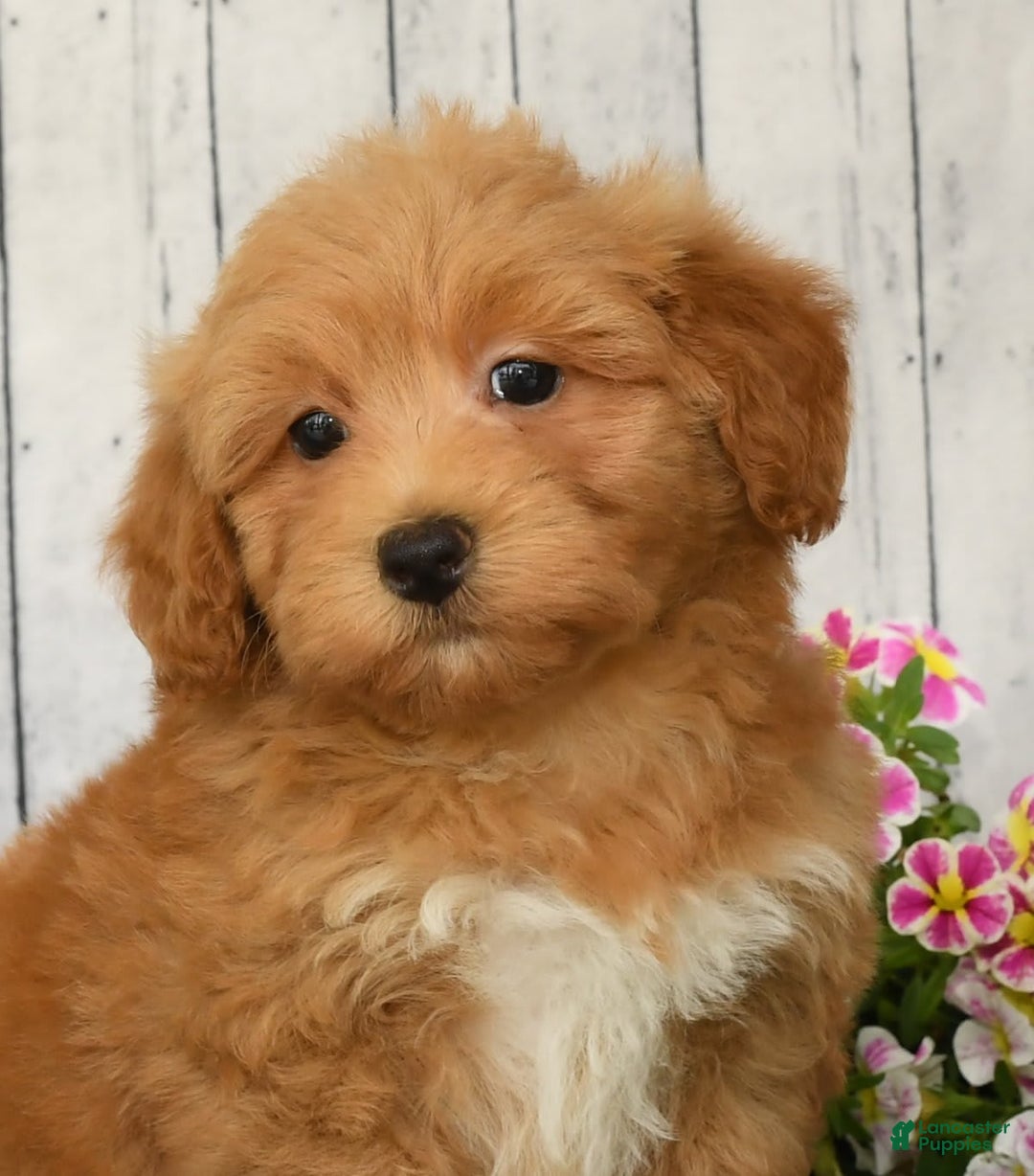 Havapoo dogs for sale: Asher - Image 9