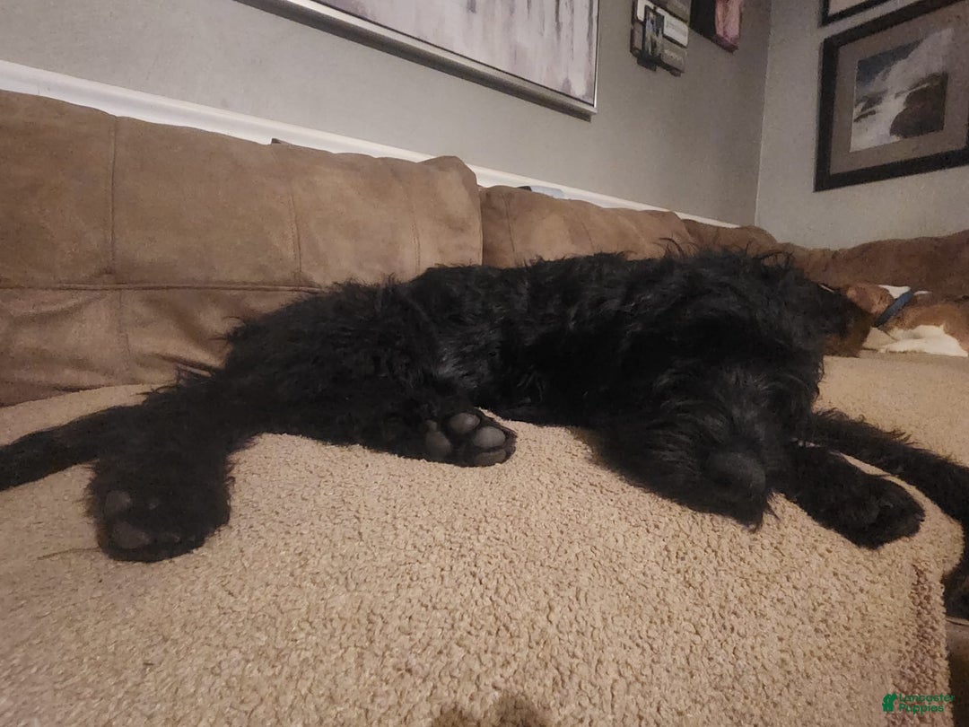Labradoodle dogs for sale: Ruby - Image 11