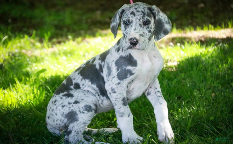 Great Dane dogs for sale - Ad 1