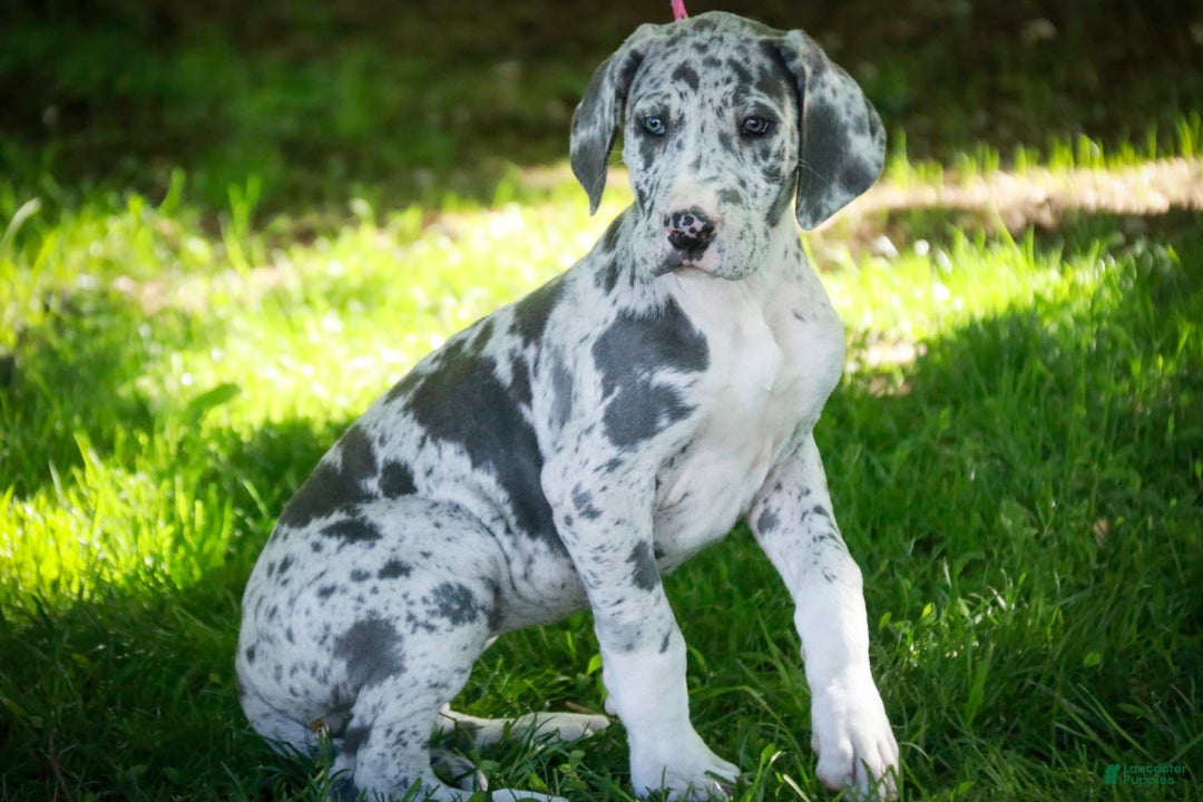 Great Dane dogs for sale: Jamaica - Image 12