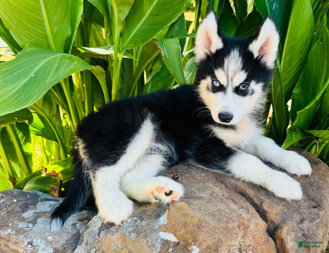 Siberian Husky dogs for sale: Stetson - Image 11