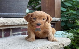 Goldendoodle dogs for sale: Ember - Image 9