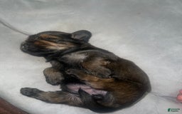 Yorkiepoo dogs for sale: Biggie - Image 2