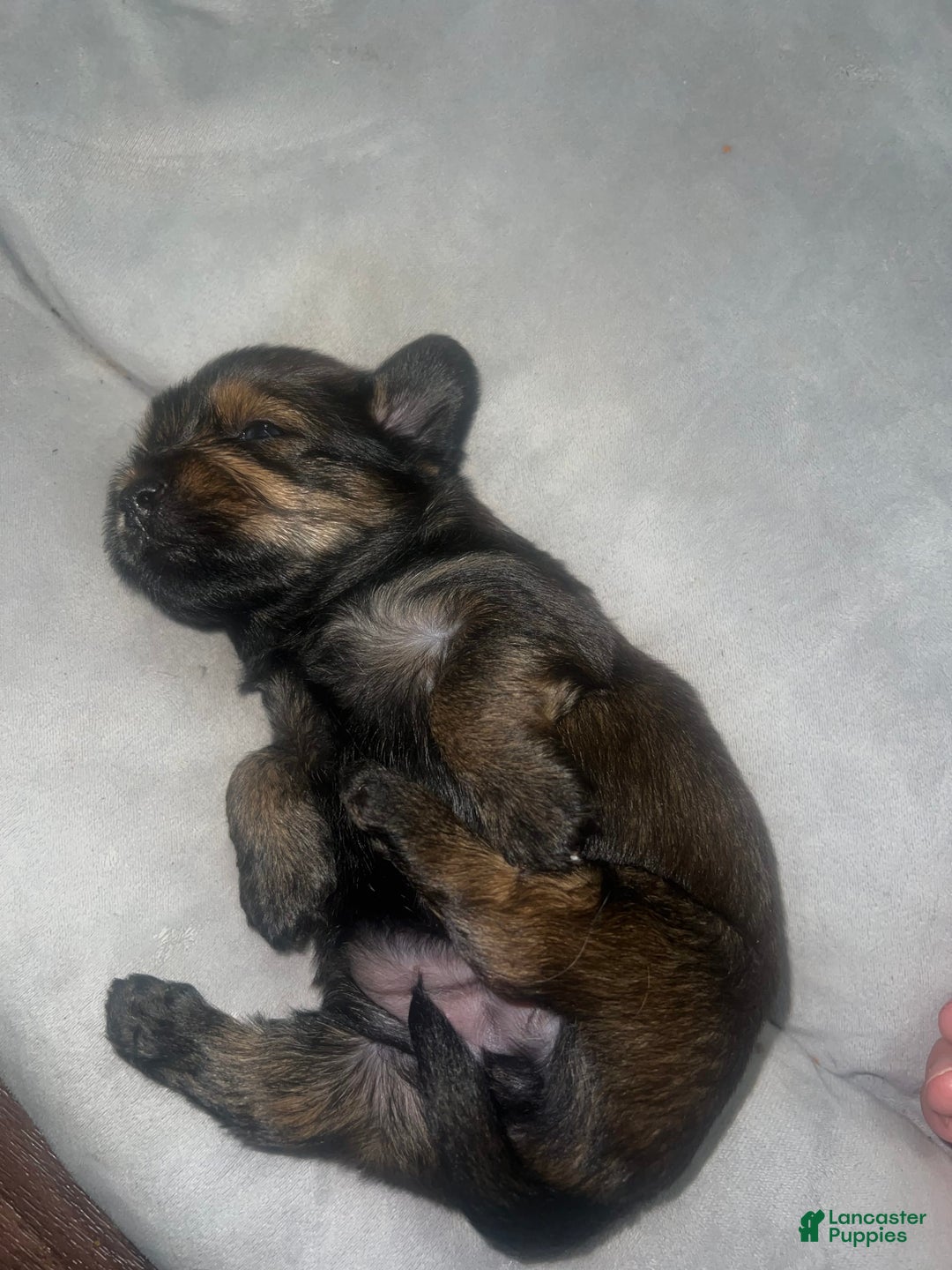 Yorkiepoo dogs for sale: Biggie - Image 2