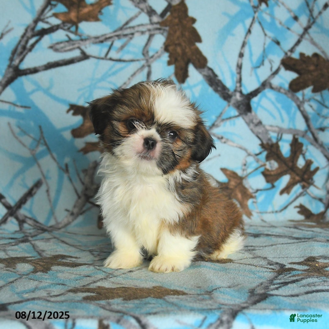 Shih Tzu dogs for sale: Stella - Image 1