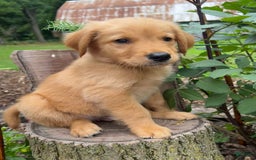 Golden Retriever dogs for sale: Sailor - Image 2